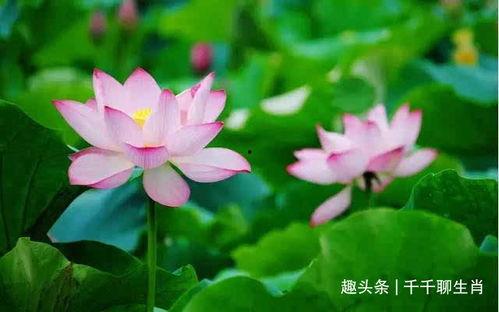 莲花一生最新爆料,揭开神秘爆料背后的真相